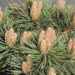 Pinus nigra 'Nana' - Pin noir nain