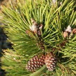 Pinus nigra 'Nana'