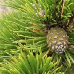 Pinus nigra 'Nana'