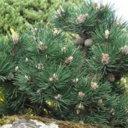 Pinus nigra 'Nana'