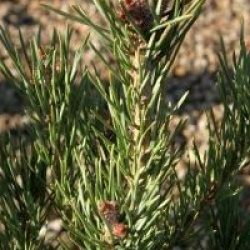 Pinus sylvestris 'Watereri'