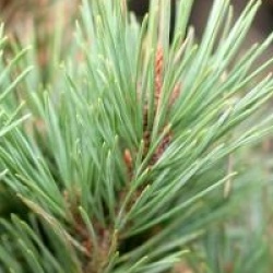 Pinus sylvestris 'Watereri'