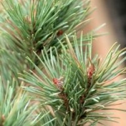 Pinus sylvestris 'Watereri'