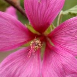 Lavatera x clementii 'Burgundy Wine' - Lavat�re Burgundy Wine