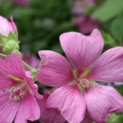 Lavatera x clementii 'Burgundy Wine'