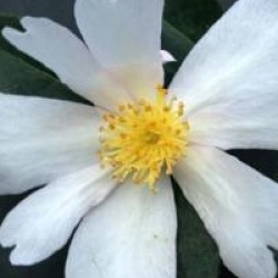 Camellia sasanqua 'Papaver' - Cam�lia d'automne Papaver