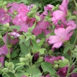 Lavatera x clementii 'Burgundy Wine'