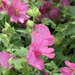 Lavatera x clementii 'Burgundy Wine'