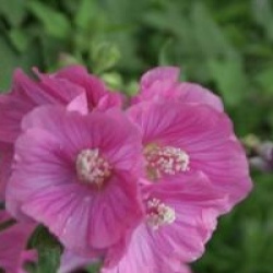 Lavatera x clementii 'Burgundy Wine'