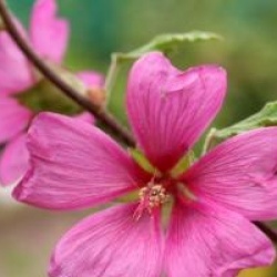 Lavatera x clementii 'Burgundy Wine'