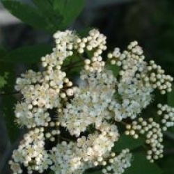 Sorbus commixta