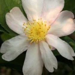 Camellia sasanqua 'Papaver'