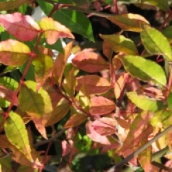 Zanthoxylum armatum - Zanthoxylum armatum