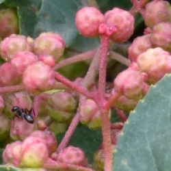 Zanthoxylum piperitum - Poivrier du Sichuan