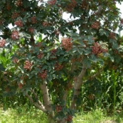 Zanthoxylum piperitum