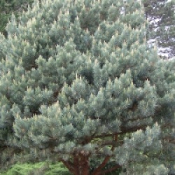 Pinus sylvestris 'Watereri'