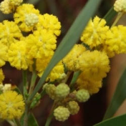 Mimosa des 4 saisons