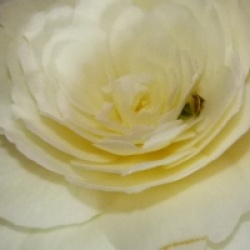 Camellia japonica 'Dahlohnega' - Cam�lia du Japon Dahlohnega