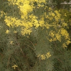 Acacia boormanii - Mimosa boormanii