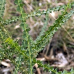 Acacia pravissima - Mimosa pravissima