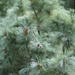 Pinus parviflora 'Glauca'