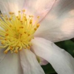 Camellia sasanqua 'Papaver'