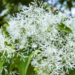 Chionanthus retusus  - Arbre � frange