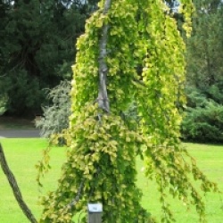 Fagus sylvatica 'Aurea Pendula'