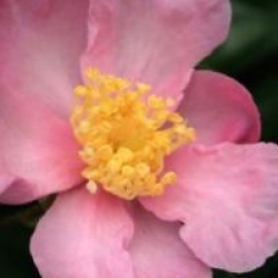 Cam�lia d'automne Plantation Pink