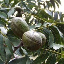 Carya illinoinensis  - Pacanier