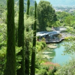 Cupressus sempervirens 'Stricta'