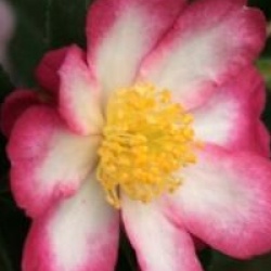 Camellia sasanqua 'Rainbow' - Cam�lia d'automne Rainbow