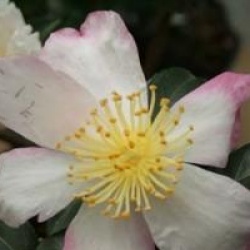 Camellia sasanqua 'Rainbow'