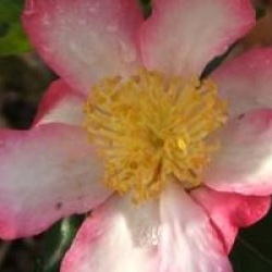 Camellia sasanqua 'Rainbow'