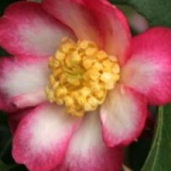 Camellia sasanqua 'Rainbow'