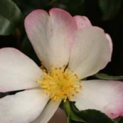 Camellia sasanqua 'Versicolor' - Cam�lia d'automne Versicolor