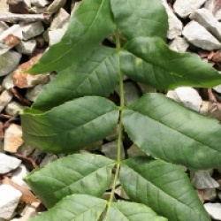 Fraxinus excelsior 'Pendula'