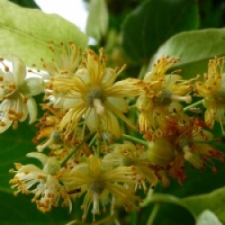 Tilia platyphyllos  - Tilleul de hollande 