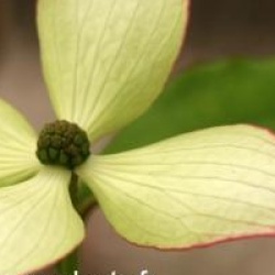 Cornus kousa 'Dwarf Pink'
