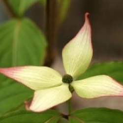 Cornus kousa 'Dwarf Pink'