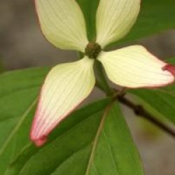 Cornus kousa 'Dwarf Pink'
