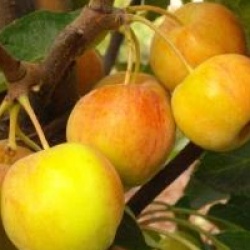 Malus Perpetu � 'Evereste' - Pommier � fleurs Evereste