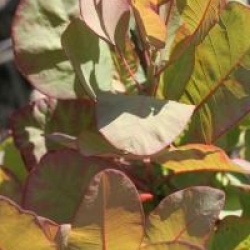 Arbre � perruques Old Fashioned