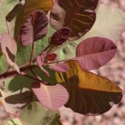 Cotinus coggygria 'Old Fashioned' �
