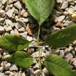 Fraxinus americana 'Autumn Purple' - Fr�ne americain Autumn Purple