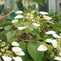 Schizophragma integrifolium - Schizophragma integrifolium