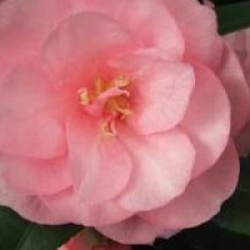Camellia 'Spring Festival'