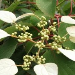 Schizophragma integrifolium
