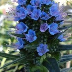 Vip�rine vivace, Echium candicans