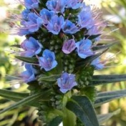 Echium fastuosum